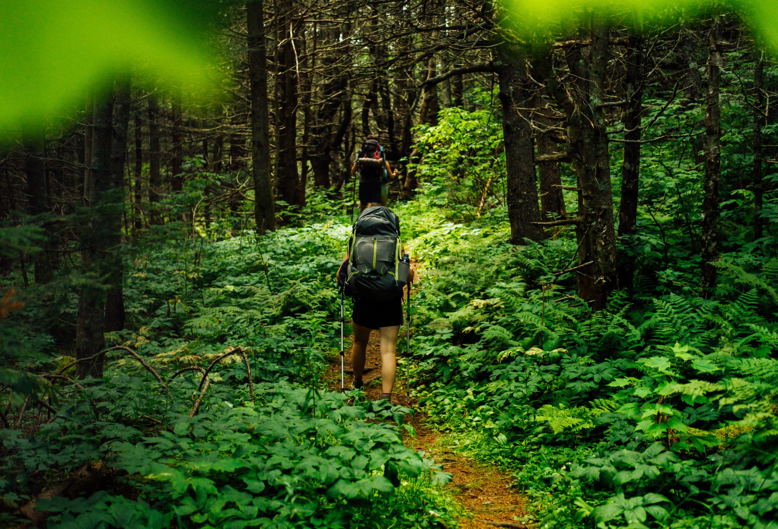 randonneurs en forêt qui profitent des bienfaits de la marche
