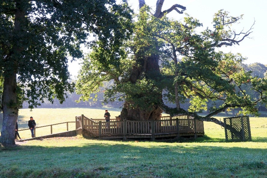 Le chêne à Guillotin dans la forêt de brocéliande coté nord 